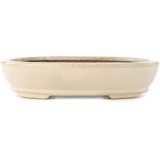  Hattori Tomoyuki Maceta para bonsái ovalada de color blanco roto de 265 mm de Hattori, Tokoname, Japón