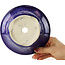 Maceta redonda para bonsái en color azul y rosa de Koyou - 167 x 167 x 58 mm