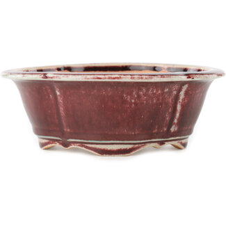 Koyo - Koichirou Aiba  163 mm Mokko-Bonsaischale in Rot und Weiß von Koyou, Tokoname, Japan