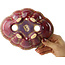 Pot à bonsaï rouge Mokko par Sharaku - 180 x 143 x 48 mm