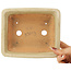 Maceta rectangular para bonsái de color blanco roto de Hattori - 162 x 138 x 50 mm