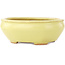 Pot à bonsaï ovale jaune de Hattori - 160 x 140 x 57 mm