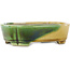 Pot à bonsaï ovale vert et jaune par Terahata Satomi Mazan - 162 x 122 x 47 mm