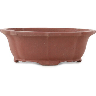  Shibakatsu (Katsuichi Shibata) Vaso bonsai mokko non smaltato da 140 mm di Shibakatsu, Tokoname, Giappone