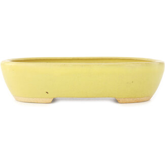  Hattori Tomoyuki Pot à bonsaï ovale jaune de 159 mm par Hattori, Tokoname, Japon
