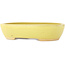 Pot à bonsaï ovale jaune de Hattori - 159 x 112 x 38 mm