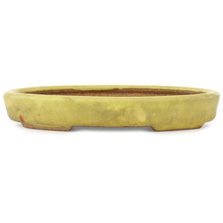  Hattori Tomoyuki 160 mm oval yellow bonsai pot by Hattori, Tokoname, Japan