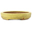 Pot à bonsaï ovale jaune de Hattori - 160 x 123 x 25 mm