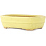 Pot à bonsaï ovale jaune de Hattori - 157 x 117 x 45 mm