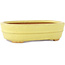 Pot à bonsaï ovale jaune de Hattori - 157 x 117 x 45 mm