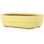 Pot à bonsaï ovale jaune de Hattori - 157 x 117 x 45 mm