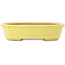 Pot à bonsaï ovale jaune de Hattori - 160 x 117 x 37 mm