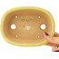 Pot à bonsaï ovale jaune de Hattori - 160 x 117 x 37 mm