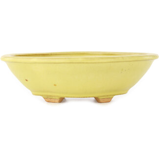  Hattori Tomoyuki Pot à bonsaï mokko jaune 163 mm par Hattori, Tokoname, Japon