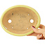 Pot à bonsaï ovale jaune de Hattori - 167 x 130 x 37 mm