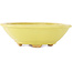 Pot à bonsaï Mokko jaune par Hattori - 163 x 140 x 48 mm