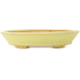  Hattori Tomoyuki Pot à bonsaï ovale jaune de 167 mm par Hattori, Tokoname, Japon