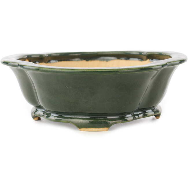 Vaso bonsai Mokko verde di Seizan - 180 x 155 x 50 mm