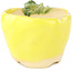 Pot à bonsaï rond jaune et vert de Masashi Furumoto - 85 x 85 x 63 mm