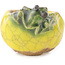 Pot à bonsaï rond jaune et vert de Masashi Furumoto - 30 x 30 x 20 mm