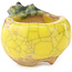 Pot à bonsaï rond jaune et vert de Masashi Furumoto - 30 x 30 x 20 mm