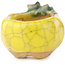 Pot à bonsaï rond jaune et vert de Masashi Furumoto - 30 x 30 x 20 mm