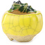 Pot à bonsaï rond jaune et vert de Masashi Furumoto - 26 x 26 x 17 mm