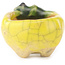 Pot à bonsaï rond jaune et vert de Masashi Furumoto - 26 x 26 x 17 mm