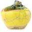 Pot à bonsaï rond jaune et vert de Masashi Furumoto - 24 x 24 x 18 mm