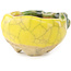 Pot à bonsaï rond jaune et vert de Masashi Furumoto - 24 x 24 x 18 mm