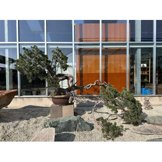  Mario Komsta Pinus sylvestris, 100 cm, ± 100 ans