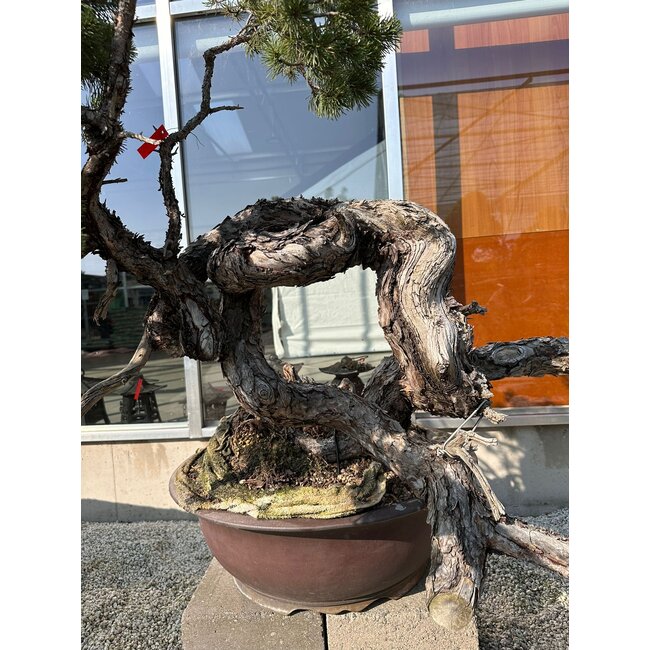 Pinus sylvestris, 100 cm, ± 100 anni, coltivato a mano e curato personalmente da Mario Komsta