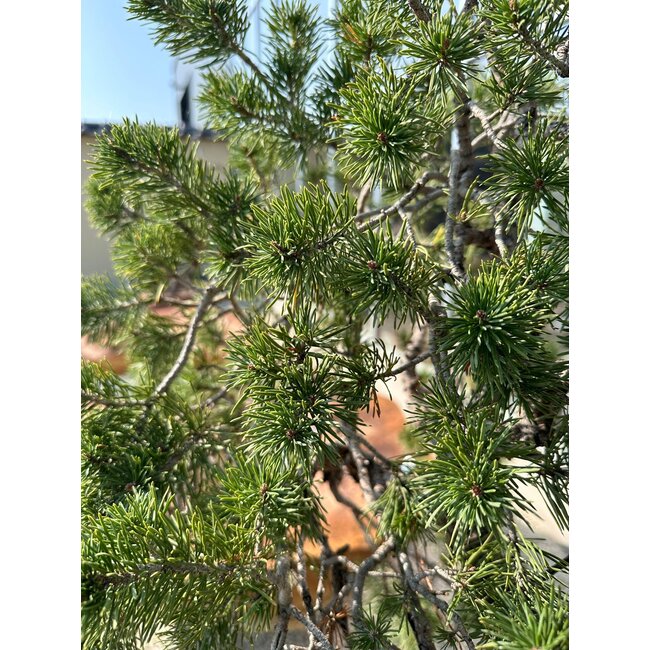 Pinus sylvestris, 100 cm, ± 100 anni, coltivato a mano e curato personalmente da Mario Komsta