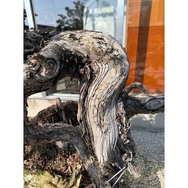 Pinus sylvestris, 100 cm, ± 100 ans, cultivé et stylisé à la main par Mario Komsta lui-même