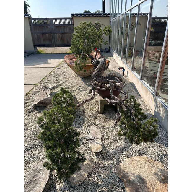 Pinus sylvestris, 100 cm, ± 100 ans, cultivé et stylisé à la main par Mario Komsta lui-même