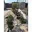 Pinus sylvestris, 100 cm, ± 100 jaar oud, met de hand gekweekt en gestyled door Mario Komsta zelf