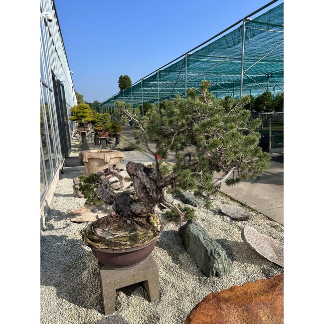 Pinus sylvestris, 100 cm, ± 100 ans, cultivé et stylisé à la main par Mario Komsta lui-même