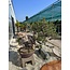 Pinus sylvestris, 100 cm, ± 100 jaar oud, met de hand gekweekt en gestyled door Mario Komsta zelf