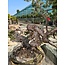 Pinus sylvestris, 100 cm, ± 100 jaar oud, met de hand gekweekt en gestyled door Mario Komsta zelf