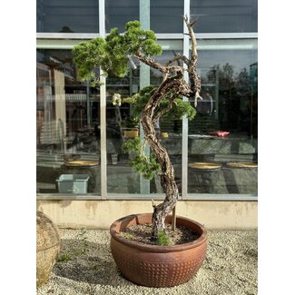  Mario Komsta Pinus sylvestris, 160 cm, ± 100 jaar oud