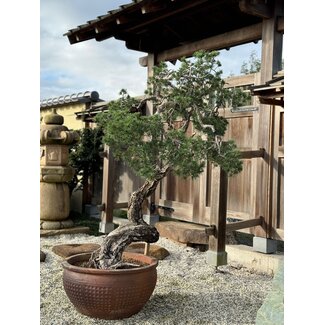  Mario Komsta Pinus sylvestris, 160 cm, ± 100 jaar oud