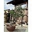 Pinus sylvestris, 160 cm, ± 100 years old, personally grown and shaped by Mario Komsta