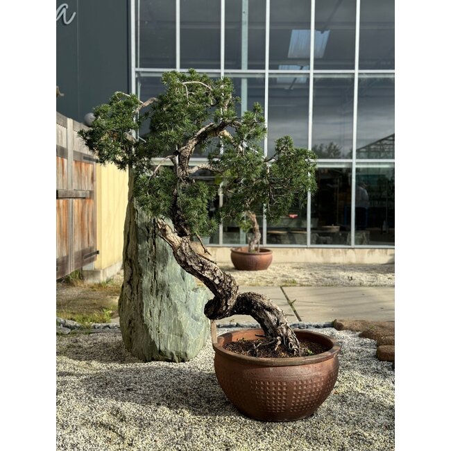 Pinus sylvestris, 160 cm, ± 100 years old, personally grown and shaped by Mario Komsta