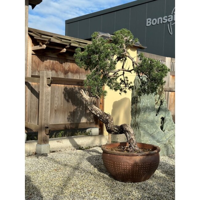 Pinus sylvestris, 160 cm, ± 100 anni, coltivato e modellato personalmente da Mario Komsta