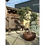 Pinus sylvestris, 160 cm, ± 100 years old, personally grown and shaped by Mario Komsta