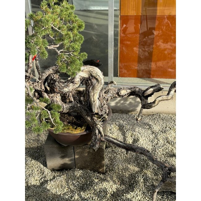 Pinus sylvestris, 100 cm, ± 100 ans, cultivé et stylisé à la main par Mario Komsta lui-même