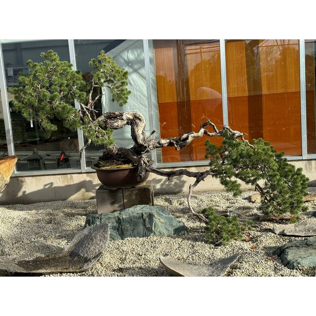 Pinus sylvestris, 100 cm, ± 100 anni, coltivato a mano e curato personalmente da Mario Komsta