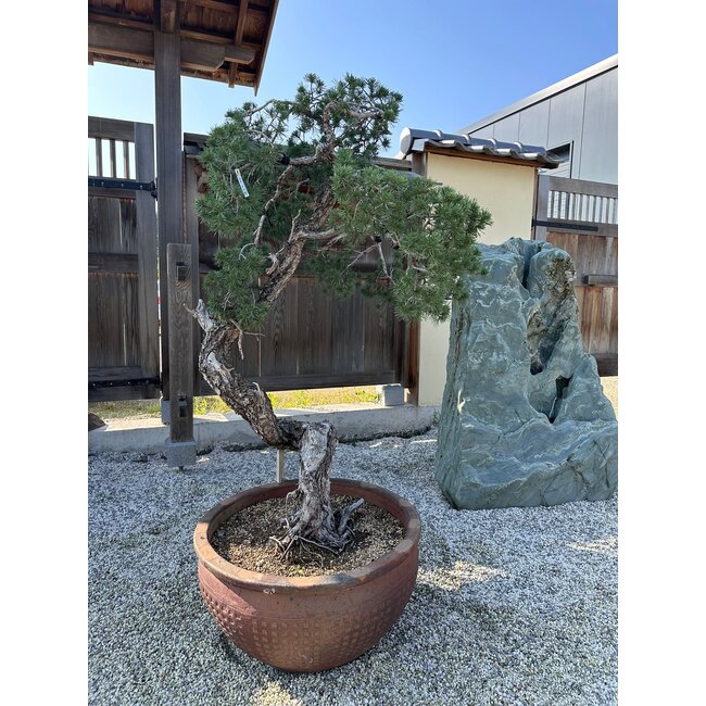 Pinus sylvestris, 160 cm, ± 100 years old, personally grown and shaped by Mario Komsta