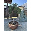 Pinus sylvestris, 160 cm, ± 100 years old, personally grown and shaped by Mario Komsta