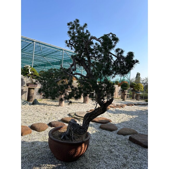 Pinus sylvestris, 160 cm, ± 100 Jahre alt, persönlich gezüchtet und geformt von Mario Komsta